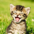 ͷ��