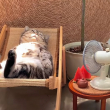 ͷ��