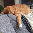 ͷ��