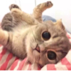 ͷ