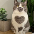 ͷ��