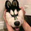 ͷ��