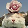 ͷ