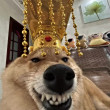 ͷ