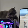 ͷ
