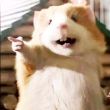 ͷ��