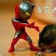 ͷ��