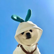 ͷ