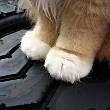 ͷ