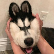 ͷ��