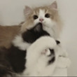 ͷ