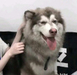 ͷ��