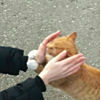 ͷ