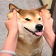 ͷ