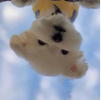 ͷ��