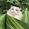 ͷ