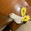 ͷ