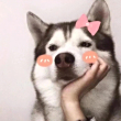 ͷ