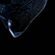 ͷ
