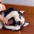 ͷ