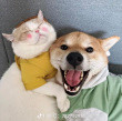 ͷ