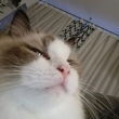 ͷ��