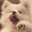 ͷ