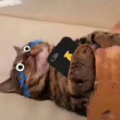 ͷ��