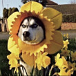 ͷ