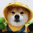 ͷ
