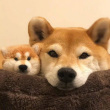 ͷ��