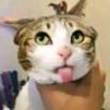 ͷ