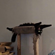 ͷ