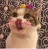 ͷ