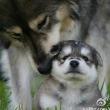 ͷ��