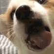 ͷ