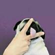 ͷ