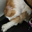 ͷ