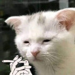 ͷ��