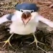 ͷ��