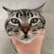 ͷ��