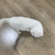 ͷ��