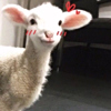 ͷ