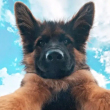 ͷ