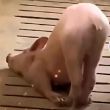 ͷ��