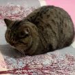 ͷ��