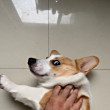 ͷ