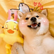 ͷ