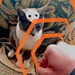 ͷ