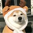 ͷ
